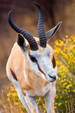 Springbok, Antidorcas marsupialis, Khama Rhino Sanctuary, Serowe, Botswana, Africa