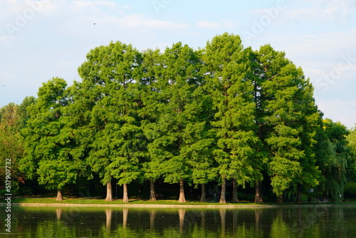 Bald cypress (taxodium distichum) tall trees on lake shore in Titan (IOR) park in Bucharest on a summer sunny morning, reflecting on water photo