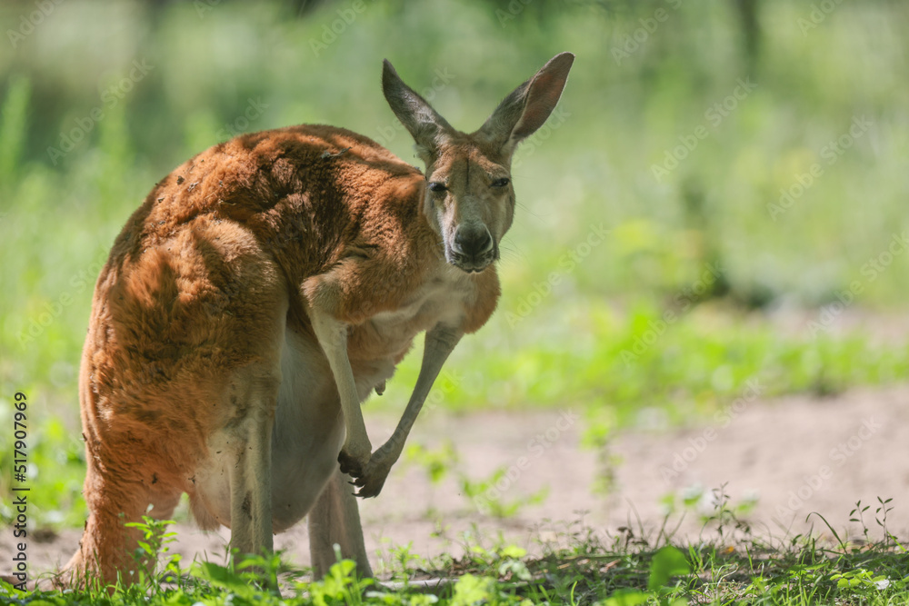 Australia, samica kangura odpoczywająca w cieniu - obrazy, fototapety, plakaty 