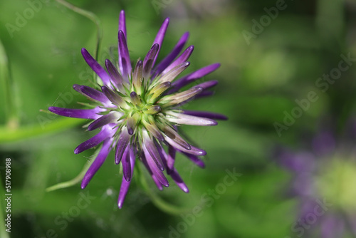 Nahaufnahme einer Blüte der Naturheilpflanze Teufelskralle - mit Textfreiraum