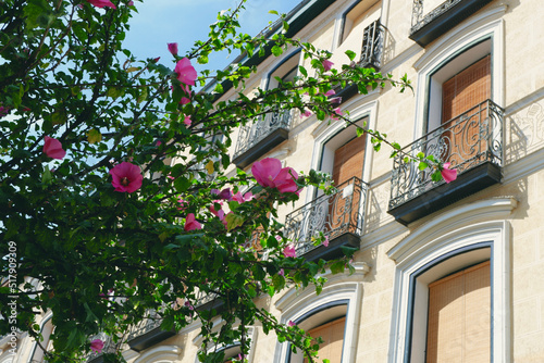 Green plant of common hibiscus growing on the street in front of residential building in Chueca district, Madrid, Spain