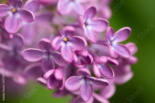 Beautiful lilac flowers branch on a green background  natural spring background  macro photography. High quality photo
