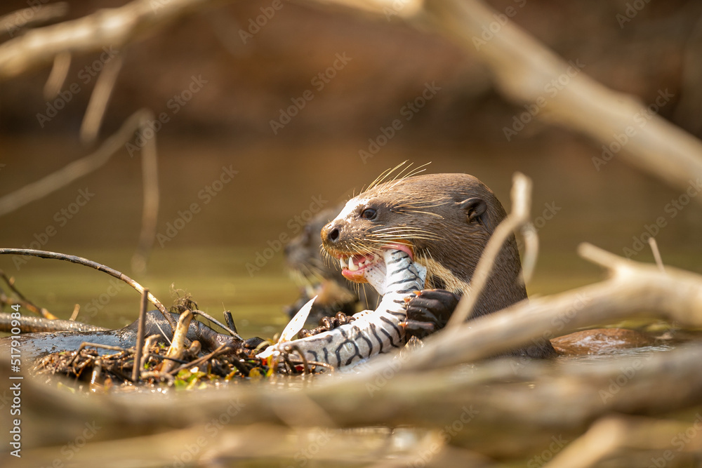 Giant river otter feeding in the nature habitat. Wild brasil. Brasilian wildlife. Rich Pantanal. Watter animal. Very inteligent creature. Fishing, fish. Giant river otter feeding in the nature habitat. Wild brasil. Brasilian wildlife. Rich Pantanal. Watter animal. Very inteligent creature. Fishing, fish.