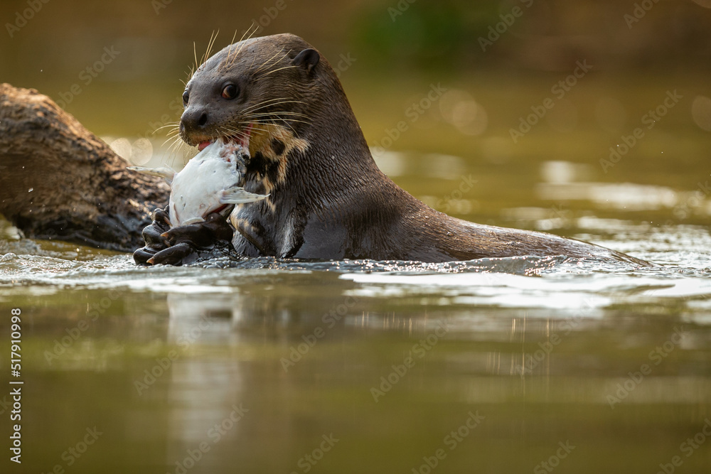 Giant river otter feeding in the nature habitat. Wild brasil. Brasilian wildlife. Rich Pantanal. Watter animal. Very inteligent creature. Fishing, fish. Giant river otter feeding in the nature habitat. Wild brasil. Brasilian wildlife. Rich Pantanal. Watter animal. Very inteligent creature. Fishing, fish.