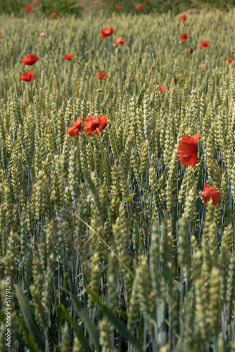 poppies in the cereal