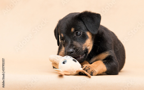 cute black puppy and toy