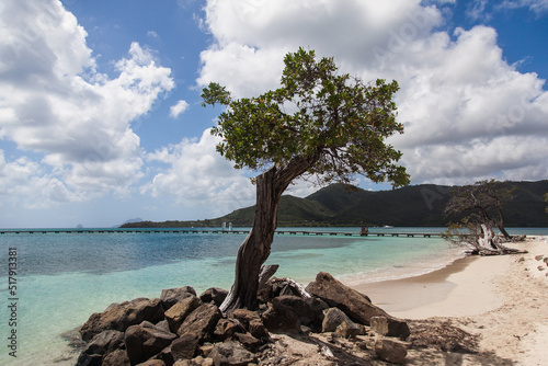 Growing tree near the water on the beach of Martinique. © Сергей Жмурчак