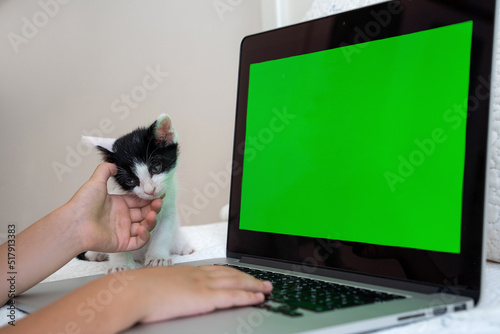 Kitten and child hands using green screen chroma key laptop on the bed in child white room. Children use gadget for study, communication and watching entertainment video. © Chiralli