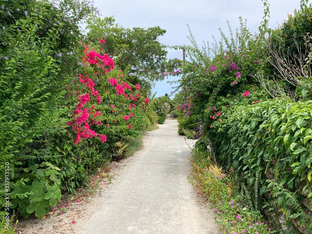 竹富島の花と石垣