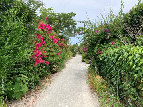 竹富島の花と石垣