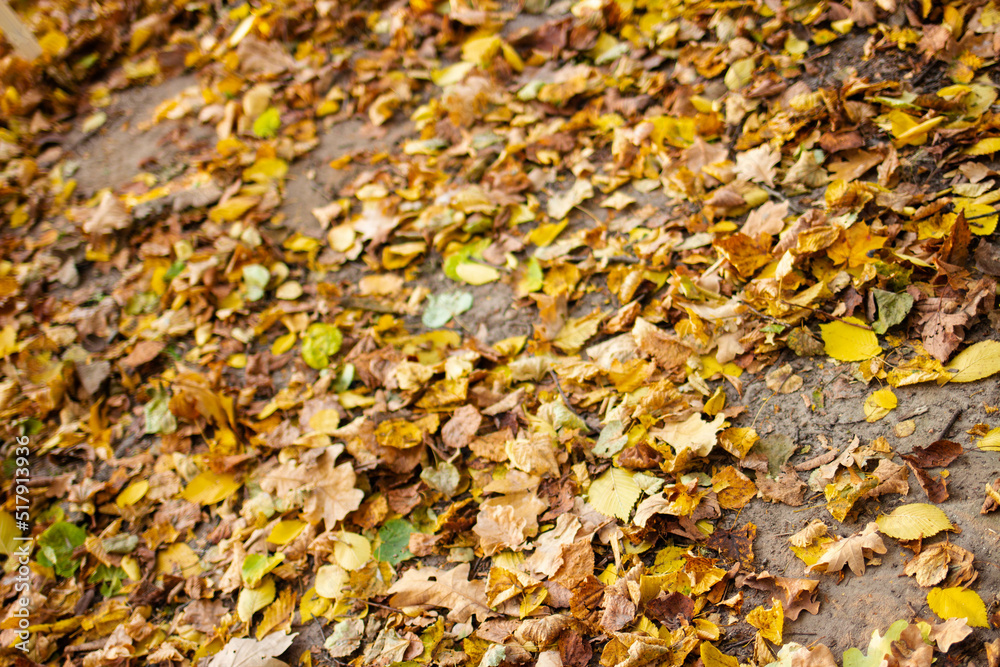 Fallen yellow and orange autumn leaves lying on the ground. Autumn Leaf Background