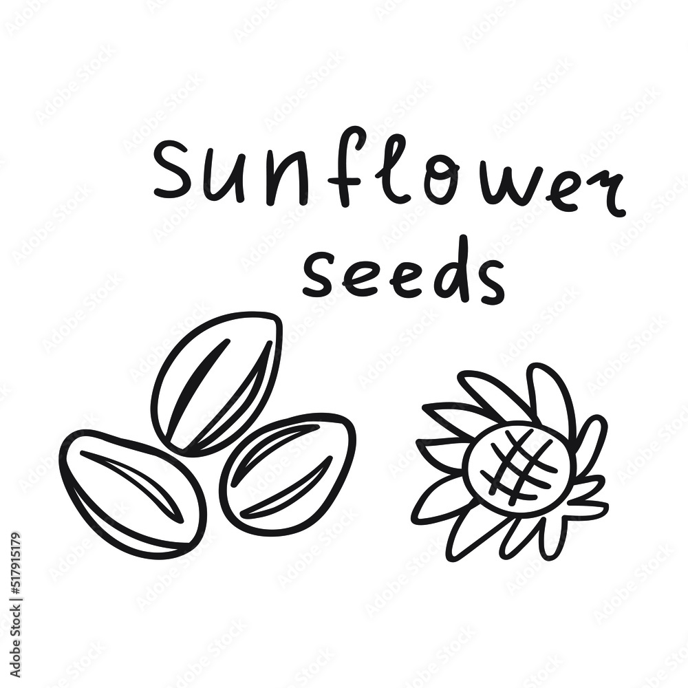 Sunflower seeds. Outlive vector illustration on white background.