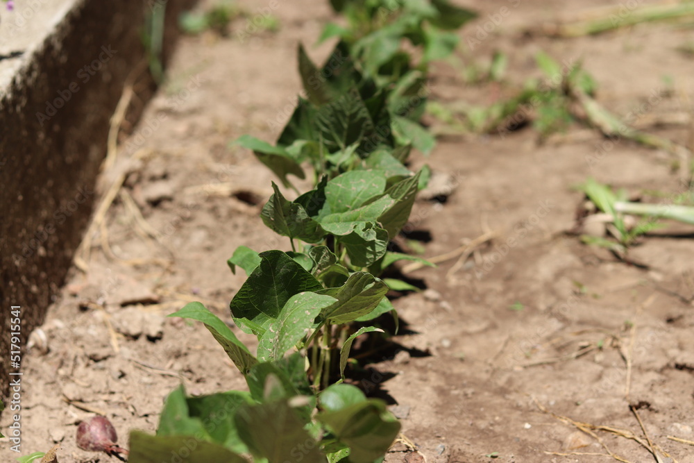 Row of recently grown beans plant in small urban garden