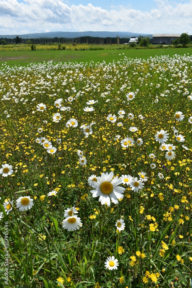 A field of daisies in summer, Sainte-Apolline, Québec, Canada