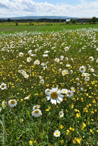 A field of daisies in summer, Sainte-Apolline, Québec, Canada