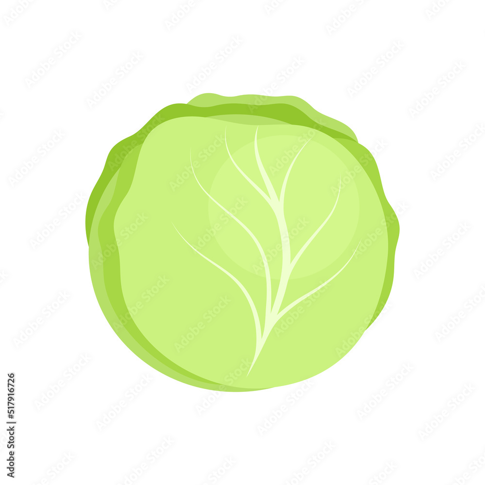 Green fresh cabbage isolated on white background. Brassica oleracea. Healthy organic food concept. Vector vegetables illustration in flat style. Green fresh cabbage isolated on white background. Brassica oleracea. Healthy organic food concept. Vector vegetables illustration in flat style.