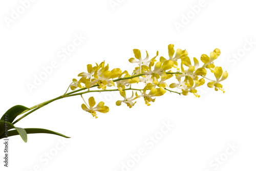 Yellow and white orchid flower bouquet bloom isolated on white background included clipping path.
