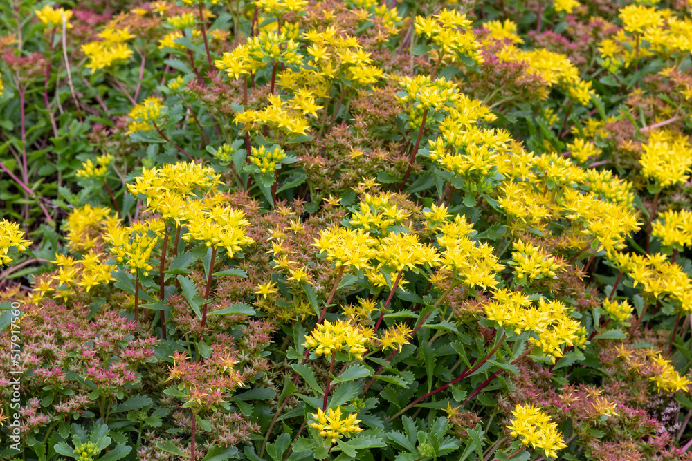 Yellow stonecrop (Sedum spathulifolium) succulent Yellow stonecrop (Sedum spathulifolium) succulent