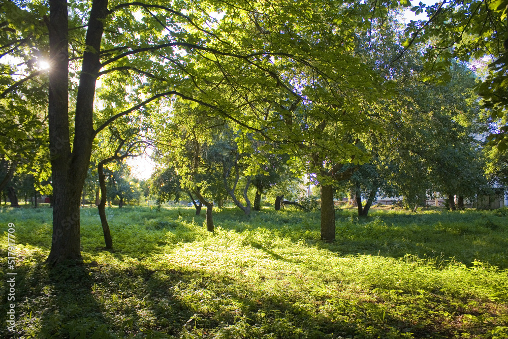 Park near Manor of the Lyzohub family in Sedniv, Ukraine Park near Manor of the Lyzohub family in Sedniv, Ukraine