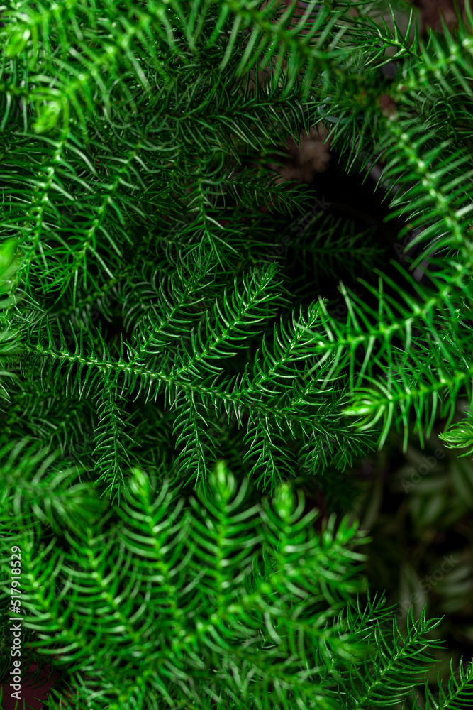 Green Chilean Araucaria or Chilean Spruce plant background. Green Chilean Araucaria or Chilean Spruce plant background.
