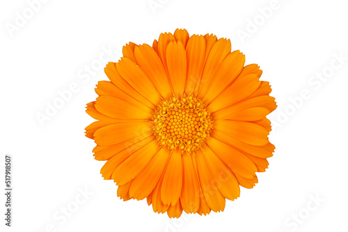 Calendula flower isolated on white background