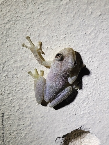 Photo frog on a wall