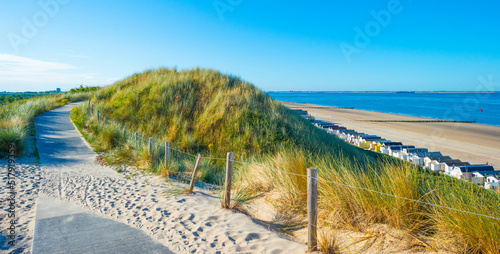 Fototapeta Naklejka Na Ścianę i Meble -  Green grassy dunes along a sand beach and a sea under a blue sky in  bright sunlight in summer, Walcheren, Zeeland, the Netherlands, July, 2022
