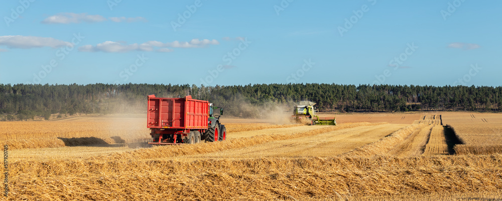 Obraz premium Big modern tractor trucker machine with full loaded with grain or silage wagon container trailer harvested wheat field after combine harvester. Agricultural machinery equipment industrial landscape