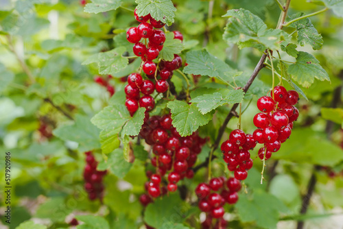 Ripe red currants berries in the garden on the bush. Currant harvest. Growing currants