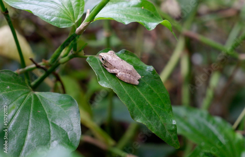 Tree frog is a species of frog in the family Hylidae on  leaves