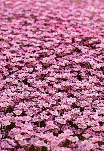 Fototapeta Naklejka Na Ścianę i Meble -  saxifraga small alpine pink flowers ground cover background