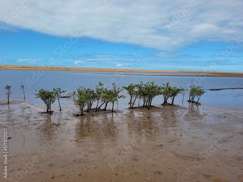 Fototapeta Naklejka Na Ścianę i Meble -  little mangrove
