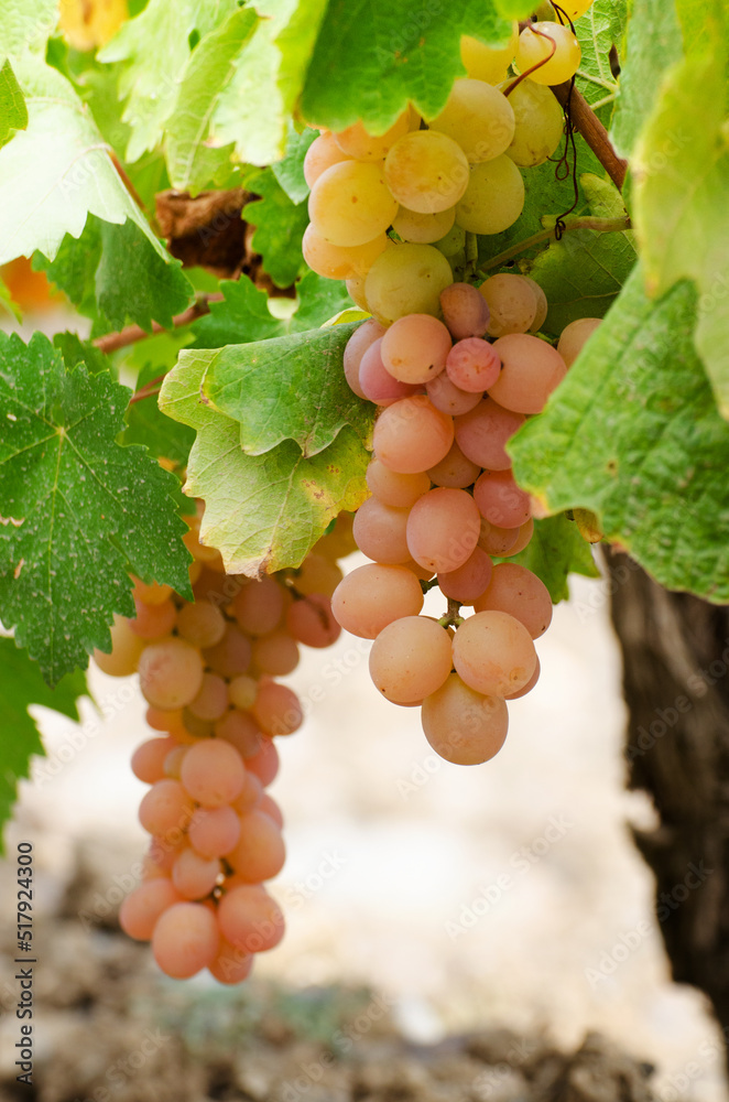 Green grapes on vine over grape leaves bright background