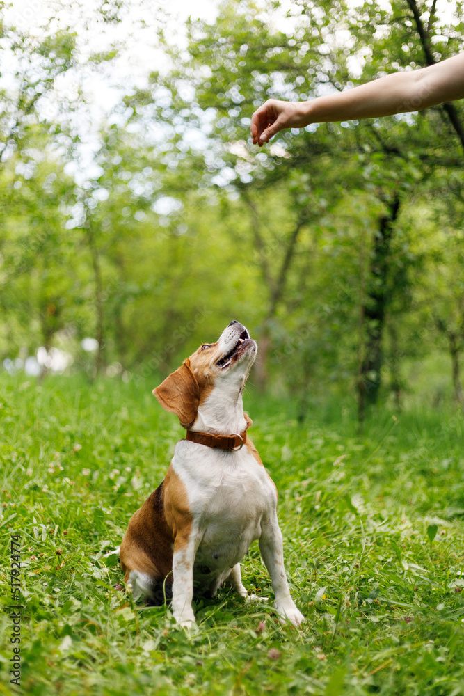 Dog training, playing with a beagle in the park. Dog training, playing with a beagle in the park.