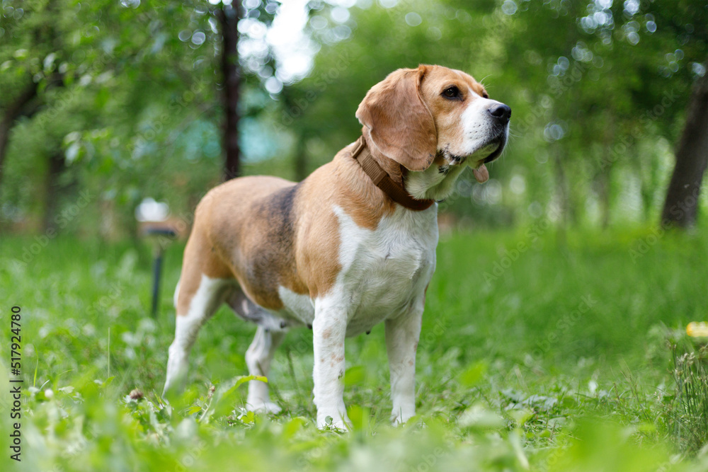 Portrait of an old beagle on a green lawn in the park.