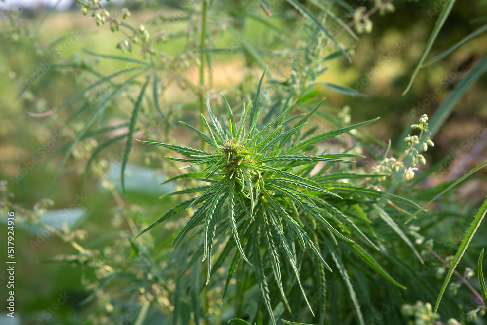 young green cannabis bush growing outdoors in nature young green cannabis bush growing outdoors in nature
