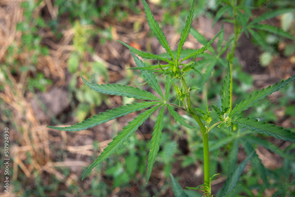 young green cannabis bush growing outdoors in nature young green cannabis bush growing outdoors in nature