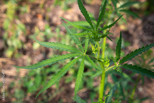 young green cannabis bush growing outdoors in nature