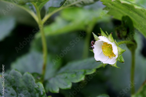  flower of strawberry