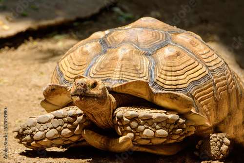 Aldabra Giant Tortoise on the tropical