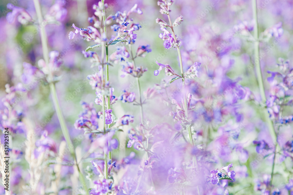 Naklejka premium Grass is blooming beautifully, blurred purple flowers of lemon balm as natural floral background. Nature aesthetics flowering melissa plant, spicy and medical herbs, scented herb health