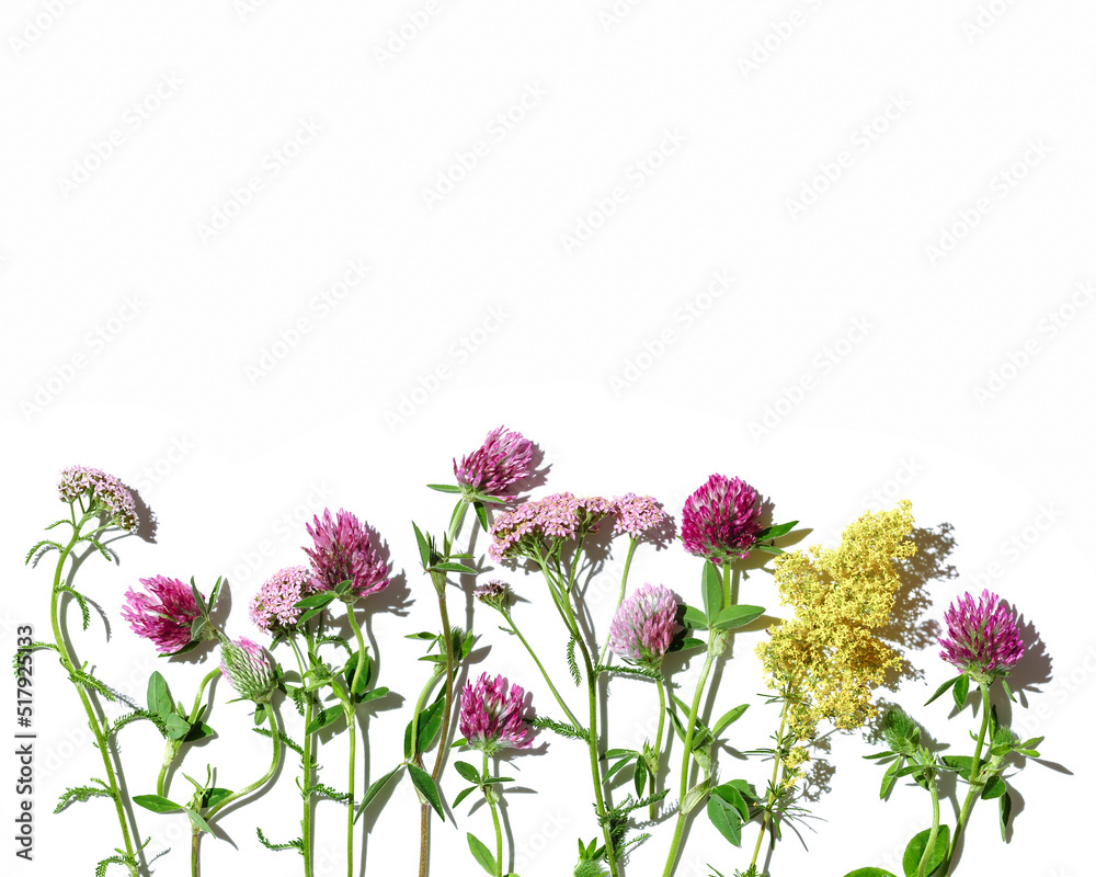 Obraz premium Natural summer herbs, set blossom wild flowers, field clover, green leaves, cosmetics and medical plants isolated on white background. Summer frame, beauty blooms, nature flatlay, top view