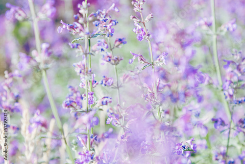 Grass is blooming beautifully, blurred purple flowers of lemon balm as natural floral background. Nature aesthetics flowering melissa plant, spicy and medical herbs, scented herb health