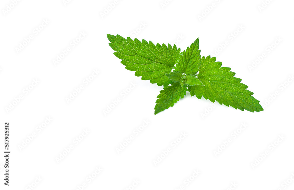 green mint leaves isolated on white background green mint leaves isolated on white background