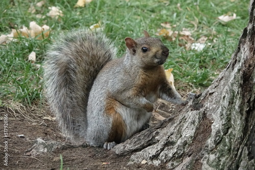 Canadian Squirrel in a park © Laurence