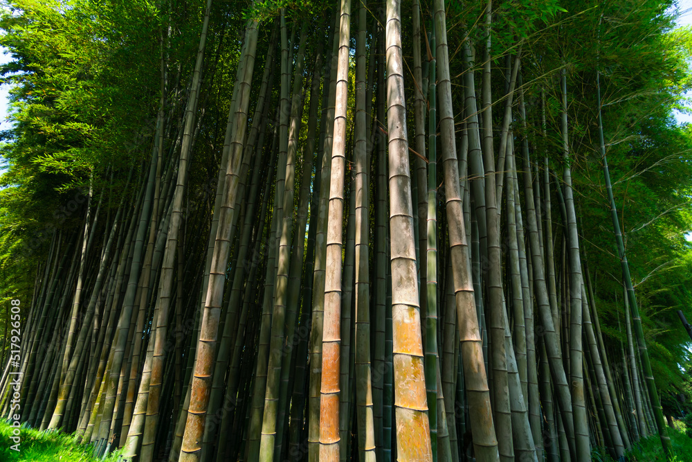 Bottom view of the beautiful green bamboo trees on a sunny day Bottom view of the beautiful green bamboo trees on a sunny day