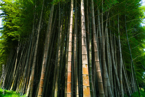 Bottom view of the beautiful green bamboo trees on a sunny day