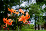 夏の公園でオレンジのオニユリ　奇妙な花、妖艶で美しい