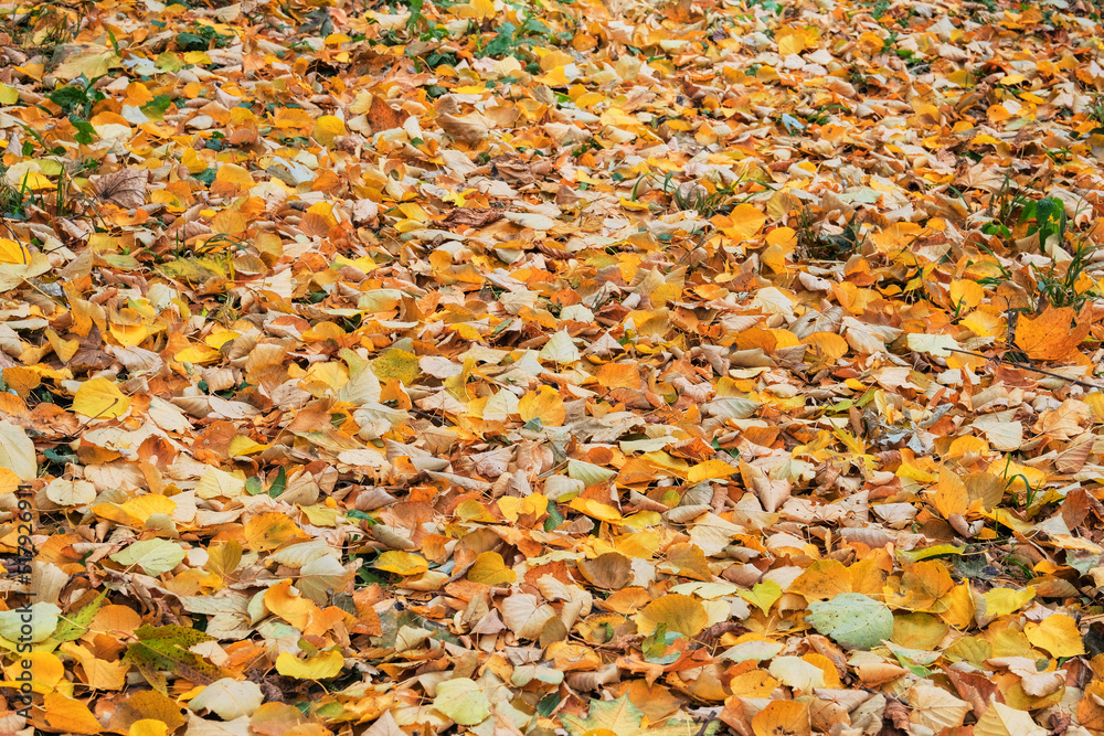 Golden leaves on ground in Autumn season. City autumn park. Outdoor. Foliage background. Golden leaves on ground in Autumn season. City autumn park. Outdoor. Foliage background.