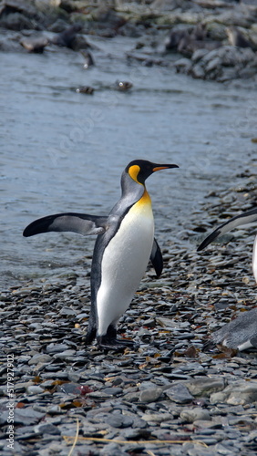 King penguin  Aptenodytes patagonicus  on the beach at Jason Harbor  South Georgia Island